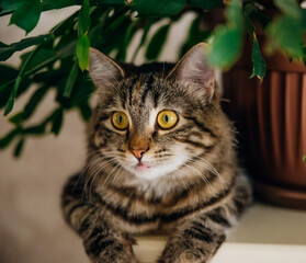 A domestic grey tabby cat sits on a shelf next to indoor plants. Cozy home background with a pet fluffy pet.