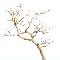A delicate tree branch with intricate, bare twigs showcasing natural beauty and simplicity against a white background.