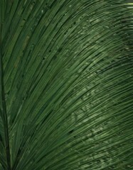 Deep green palm leaf, close-up showing texture and lines ,  plant texture,  exotic