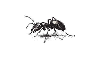 Hand-drawn Ant on Ground Engraving, Vintage Insect Line Art, Monochrome Entomological Etching, Rustic Animal Sketch, Old Scientific Fauna Illustration, Trendy Insect Art