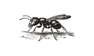 Monochrome Ant on Ground Sketch, Vintage Entomological Illustration, Hand-drawn Animal Art, Rustic Scientific Etching, Trendy Insect Art, Antique Fauna Illustration