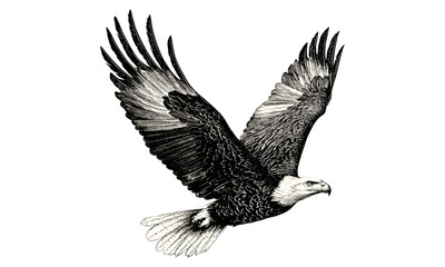 Bald Eagle in Flight Hand-drawn Etching, Vintage National Bird Sketch, Retro Wildlife Illustration, Monochrome Americana Decor, Trendy Black Sketch, Vintage Eagle Artwork
