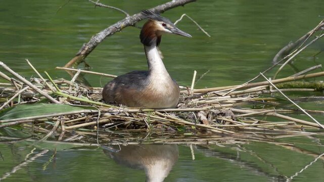 Great crested grebe bird nesting on the floating branches over a tranquil lake on a sunny day