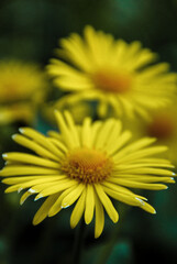 yellow flower in the garden