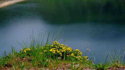 Peaceful mountain lake with vibrant yellow wildflowers blooming on the grassy shore in the foreground.