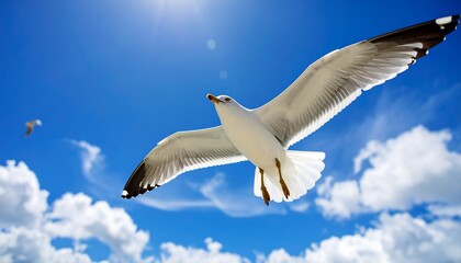 Fototapeta premium Seagull Soaring High in a Sunny Sky