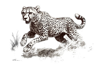 Cheetah Full Sprint Engraving, Wild Animal Line Art, Vintage Etching, Black Sketch, Fast Predator Illustration, Monochrome Safari Drawing, Detailed Nature Print