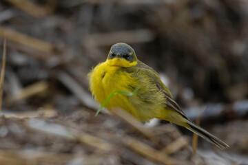 A male (Motacilla flava) of Yellow Wagtail