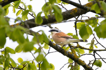 Red-Backed Shrike (Lanius collurio) perched on branch.
