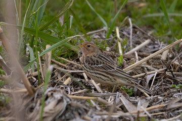  (Anthus cervinus)  Red-throated Pipit Red-throated Pipit
