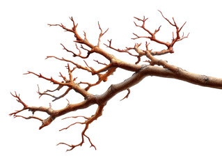 Bare Tree Branch: A close-up studio shot reveals the stark beauty of a bare tree branch, showcasing its intricate patterns and natural texture against a pristine setting.