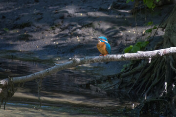 Wildlife shot of Common kingfisher (Alcedo atthis) on the branch.