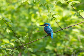 Wildlife shot of Common kingfisher (Alcedo atthis) on the branch.
