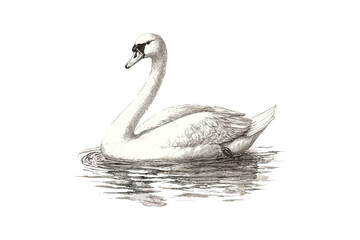 Elegant Swan on Water Engraving, Vintage Wildlife Etching, Rustic Ornithology Print, Detailed Monochrome Bird Illustration, Retro Fauna Line Art, hand drawn nature scene