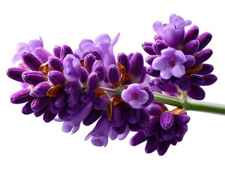 Lavender's Gentle Bloom: A close-up shot reveals a delicate lavender sprig, showcasing its vibrant purple flowers and buds.