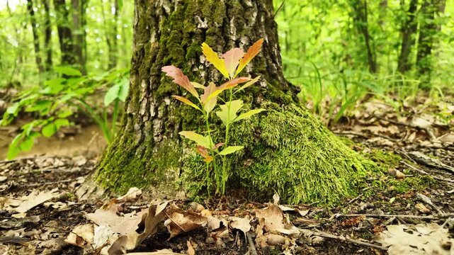 A young oak sprout emerging from the soil near the big oak tree. Fresh green leaves gently swaying in the breeze.
