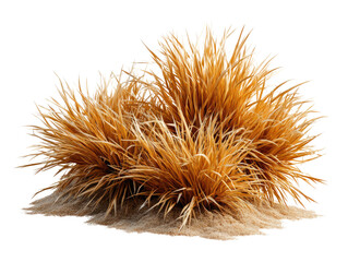 Golden Bush of Dried Grass: A close-up captures the intricate details of a golden bush of dried grass. The photo showcases the textures and shades of this natural element in a minimalist style.