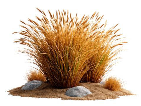 Golden Grass with Rocks: A clump of golden-hued ornamental grass thrives amidst a scattering of grey rocks on a bed of light brown sand, creating a visually appealing texture and color contrast.