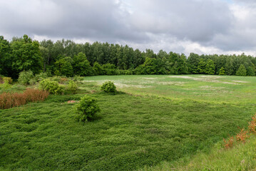 Piękna okolica niedaleko rzeki Wisły w Kaniowie, wały przeciwpowodziowe, w wiosenny poranek.