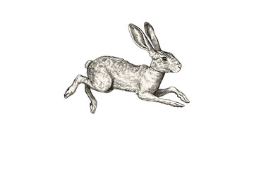 Jackrabbit Mid-Run Engraving, Hand-drawn Desert Mammal Illustration, Retro Wildlife Sketch, Vintage Animal Etching, Monochrome Wall Art, Trendy Black Sketch