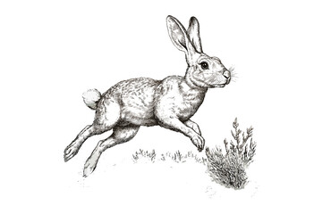 Vintage Animal Etching, Jackrabbit Illustration Mid-Run, Hand-drawn Desert Mammal, Retro Monochrome Wildlife Sketch, Trendy Wall Art, Old Engraving Style, Black Sketch Art