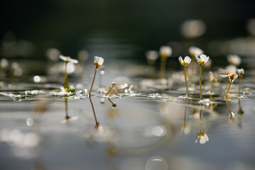 Białe kwiaty na wiodzie, jaskier wodny, tło natury.  © Elżbieta Kaps