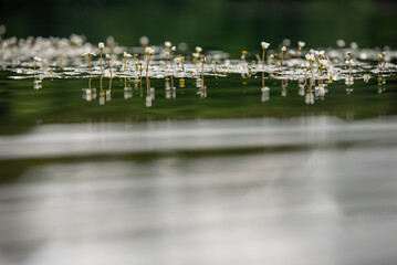 Białe kwiaty na wiodzie, jaskier wodny, tło natury.  © Elżbieta Kaps