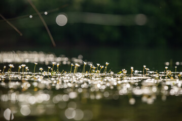 Białe kwiaty na wiodzie, jaskier wodny, tło natury.  © Elżbieta Kaps