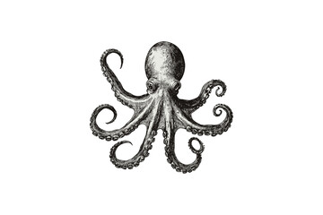Vintage octopus engraving, hand-drawn ocean animal, monochrome sea life sketch, retro nautical art, trendy vintage illustration, old engraving style, tentacles spread, black sketch. © Vintage studio