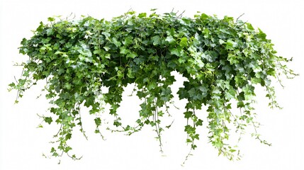 Beautiful Hanging Ivy Plant Bush Foliage Isolated on White Background