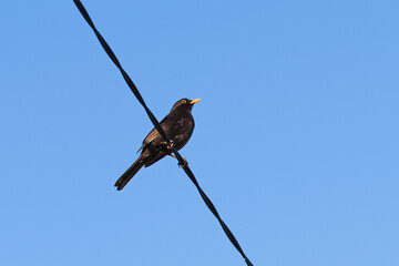Blackbird resting on power line in peaceful blue sky.