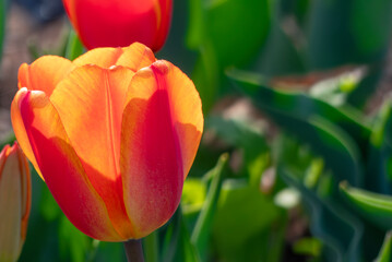 美しい春のバラ　滋賀県草津市ai彩広場
