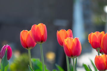 美しい春のバラ　滋賀県草津市ai彩広場
