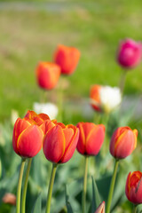 美しい春のバラ　滋賀県草津市ai彩広場