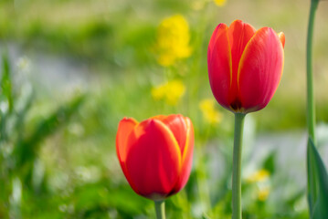美しい春のバラ　滋賀県草津市ai彩広場