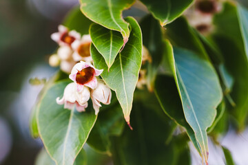 Soft pink-centered flower of Brachychiton discolor framed by large green leaves.