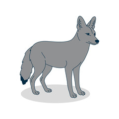 Obraz premium Gray coyote, jackal. Minimalistic vector illustration