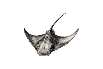Hand-drawn Stingray Engraving, Vintage Ocean Animal, Monochrome Marine Sketch, Nautical Art, Sea Life Illustration, Black Old Engraving Style, Trendy Underwater Drawing