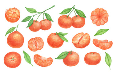 Watercolor tangerine branch, half of mandarin, isolated food illustrations set. Tropical fruits isolated on white background