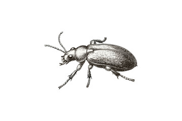Weevil Insect Hand-drawn Sketch Side View, Vintage Monochrome Etching, Antique Natural History Artwork, Trendy Entomology Illustration, Detailed Insect Print