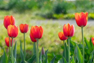 美しい春のバラ　滋賀県草津市ai彩広場