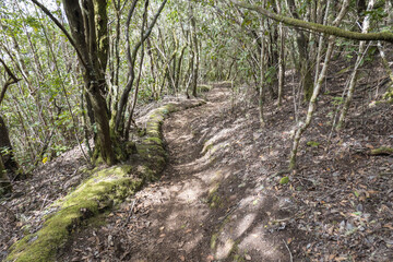 Narrow footpath at laurisilva forest at Park rural de Teno mountains, Tenerife, Canary Islands. Mysterious fairytale magical nature scenery with Erica arborea trees, moss, ferns and green leaves