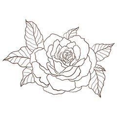 Monochrome Hand Drawn Line Art Rose Flower Drawing