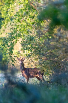 Ein Rehbock in der Wildnis