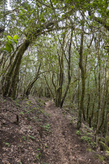 Narrow footpath at laurisilva forest at Park rural de Teno mountains, Tenerife, Canary Islands. Mysterious fairytale magical nature scenery with Erica arborea trees, moss, ferns and green leaves