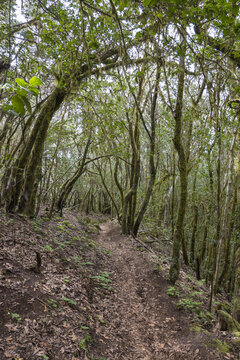 Narrow footpath at laurisilva forest at Park rural de Teno mountains, Tenerife, Canary Islands. Mysterious fairytale magical nature scenery with Erica arborea trees, moss, ferns and green leaves
