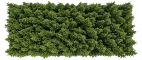 Aerial view lush evergreen coniferous forest canopy