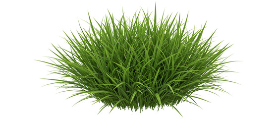Lush green grass tuft isolated on white background