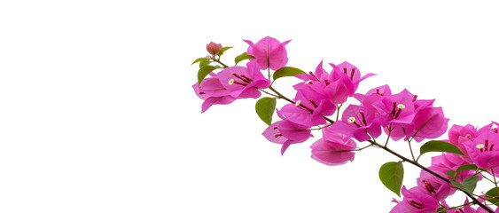 Fototapeta premium Vibrant pink bougainvillea branch isolated white background