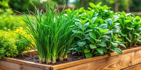 Freshly harvested ruscus leaves and frischer schnittlauch in a high bed garden, vegetable garden, gardening,  vegetable garden